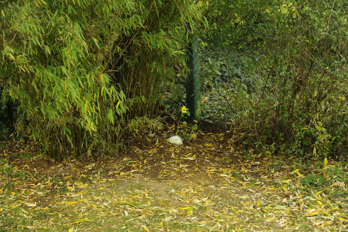 18.10.2021 - Shivas Grab